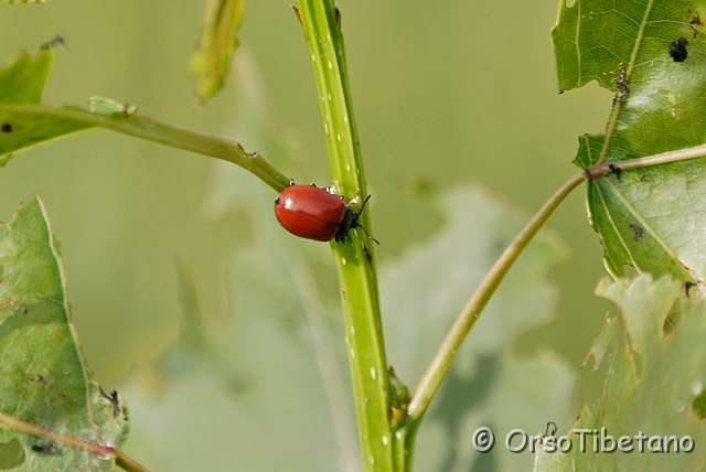 _DSC1742-0.jpg - Chrysomela populi (Coleoptera Chrysomelidae) [a, -75%, none]